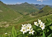 60 Anemonastrum narcissiflorum (Anemone narcissino) con vista sulla Valle di Ponteranica che andiamo a scendere 